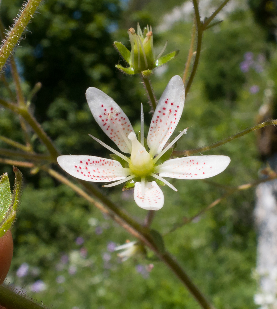 Image of Saxifraga repanda specimen.