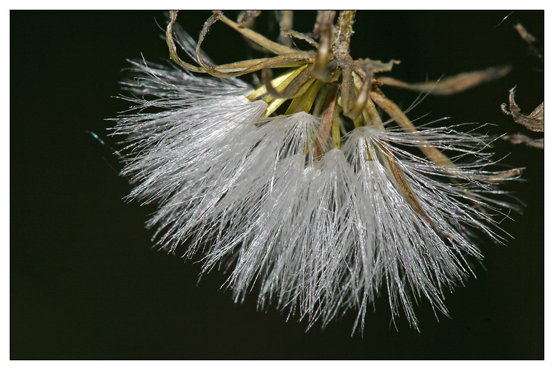 Изображение особи Crepis praemorsa.