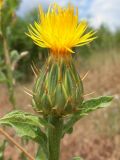 Centaurea thracica
