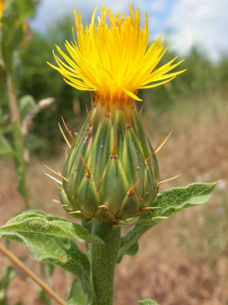 Image of Centaurea thracica specimen.