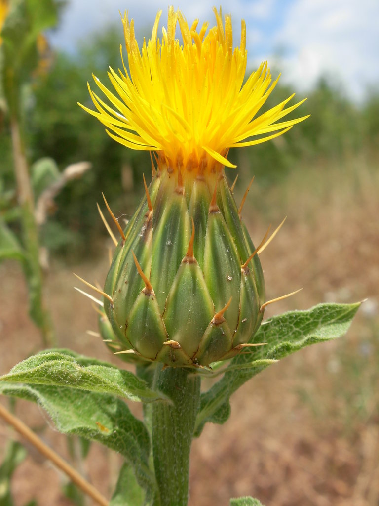 Изображение особи Centaurea thracica.