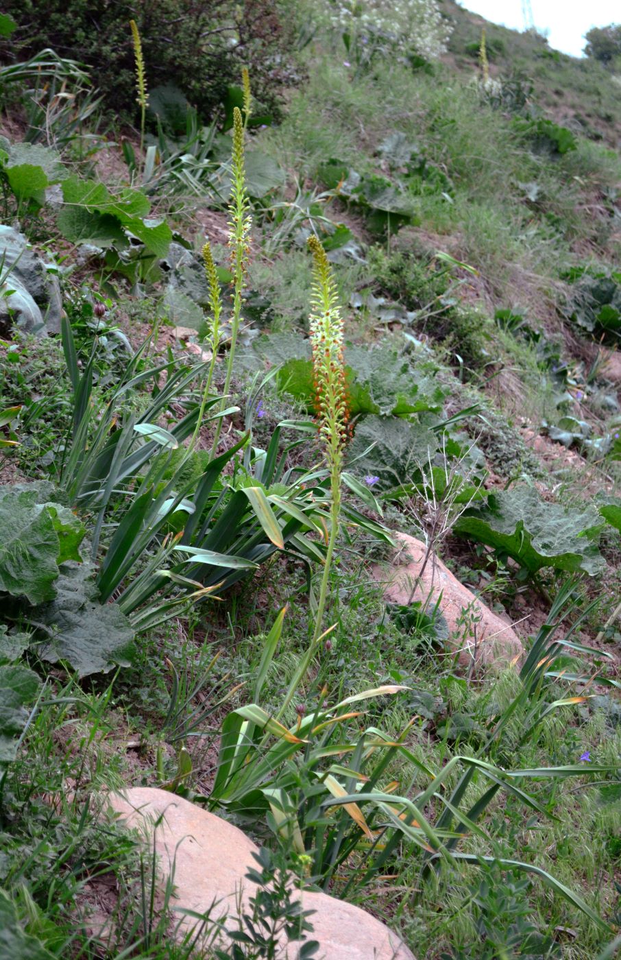 Image of Eremurus turkestanicus specimen.