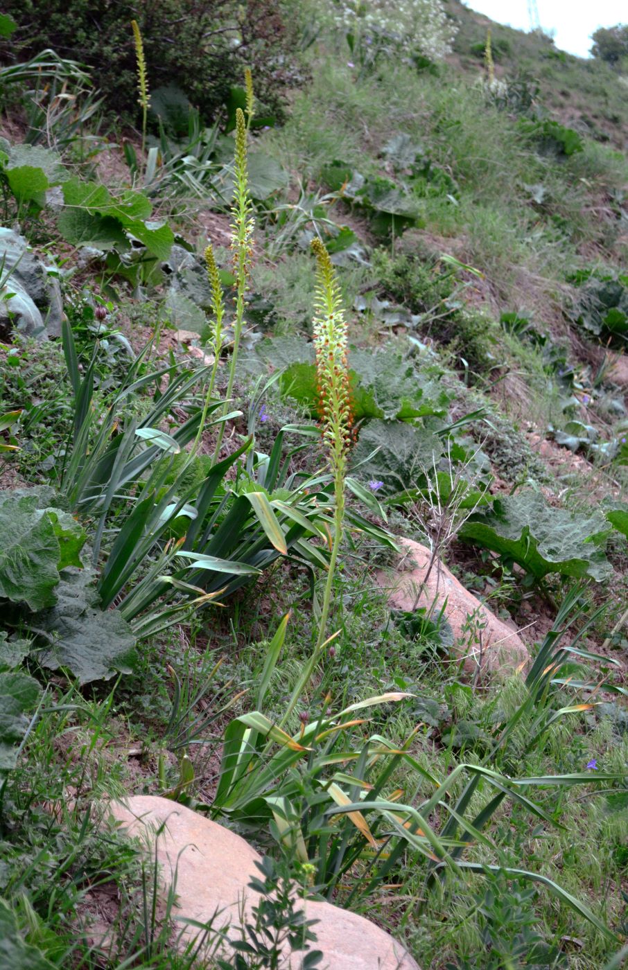 Изображение особи Eremurus turkestanicus.