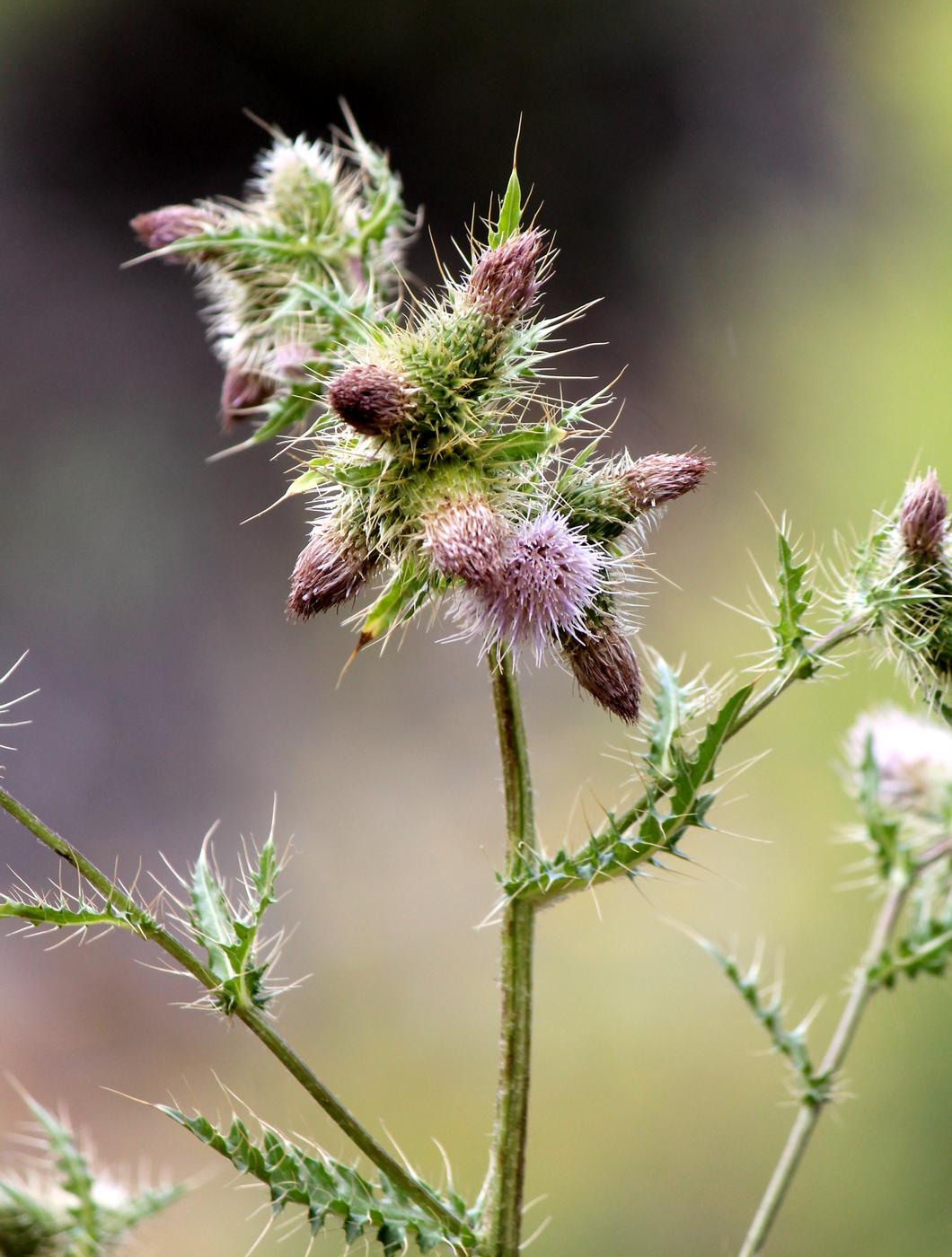 Изображение особи Cirsium polyacanthum.