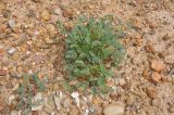 Erodium oxyrhynchum