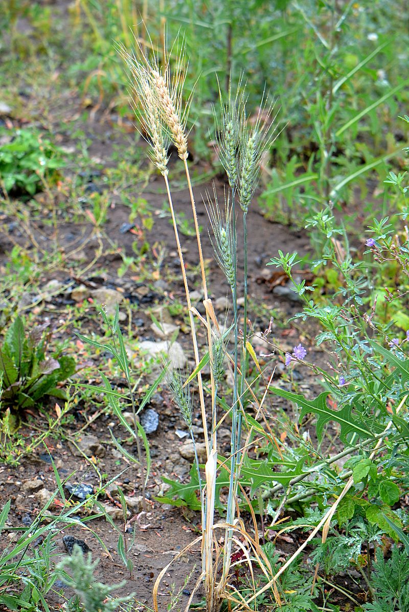 Image of genus Triticum specimen.