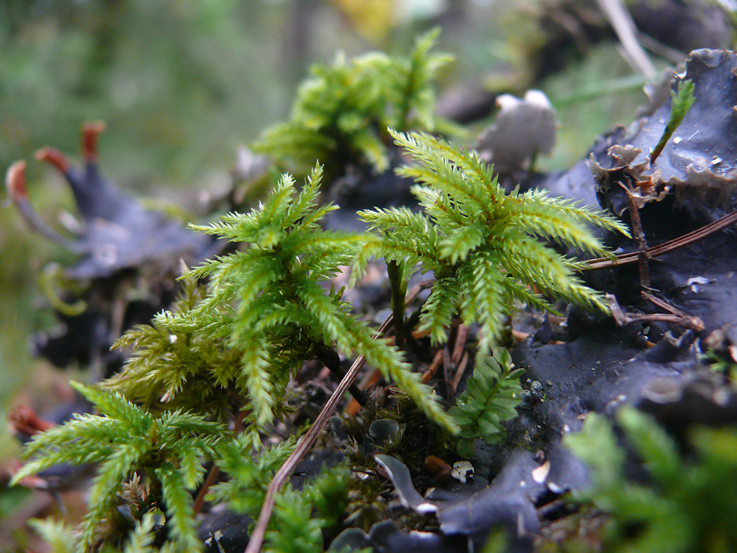 Изображение особи Climacium dendroides.