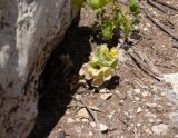 Moluccella laevis