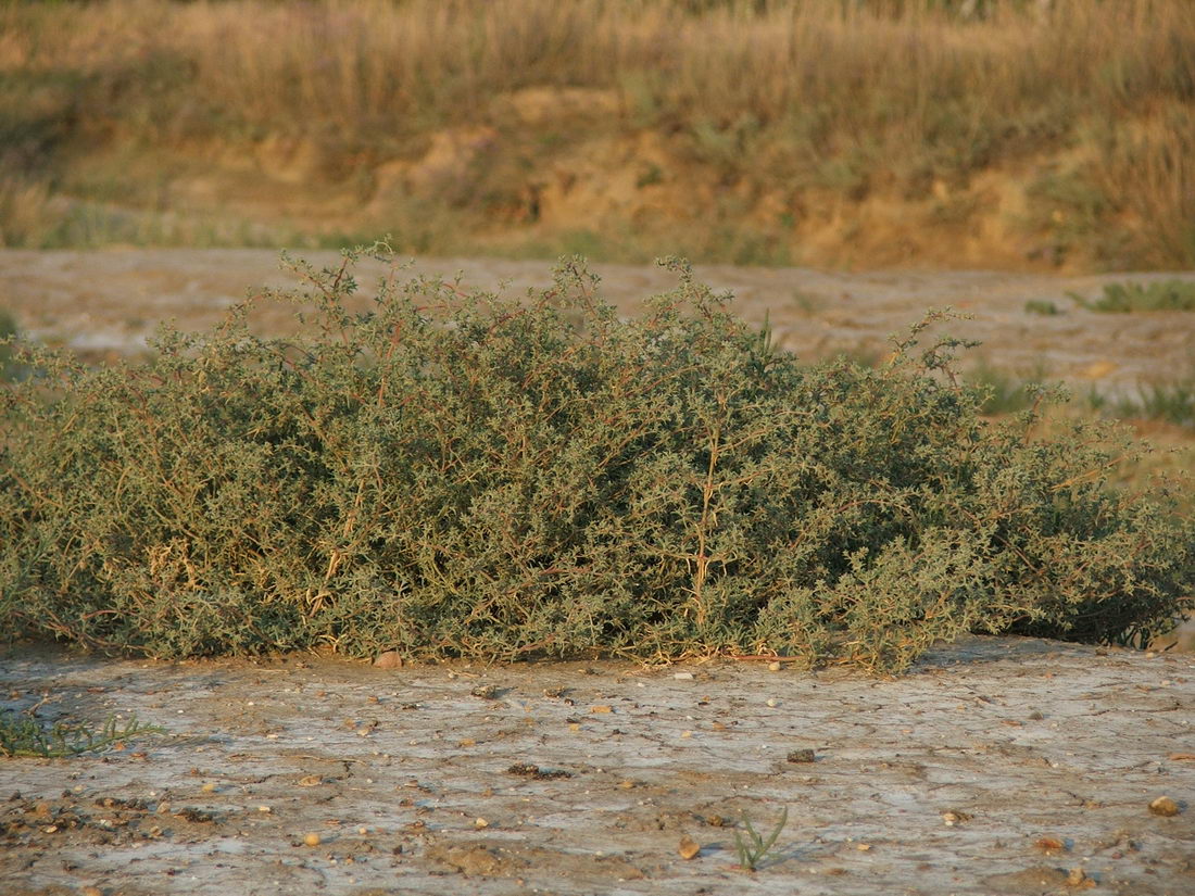 Image of Petrosimonia brachiata specimen.