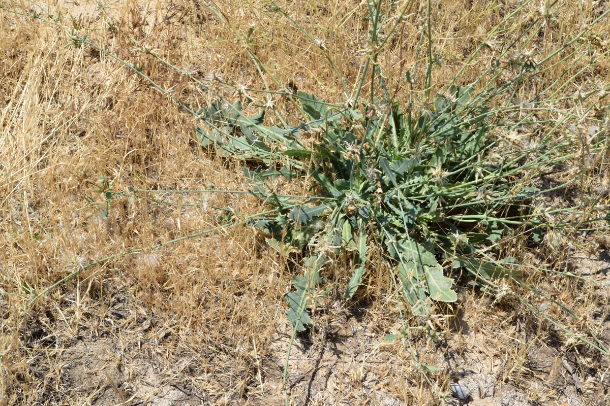 Image of Chondrilla juncea specimen.