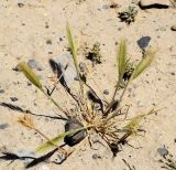 Hordeum leporinum. Плодоносящее растение. Узбекистан, Андижанская обл., Андижанский р-н, Ферганская долина, Хаканские адыры, глинисто-каменистый склон. 09.06.2015.