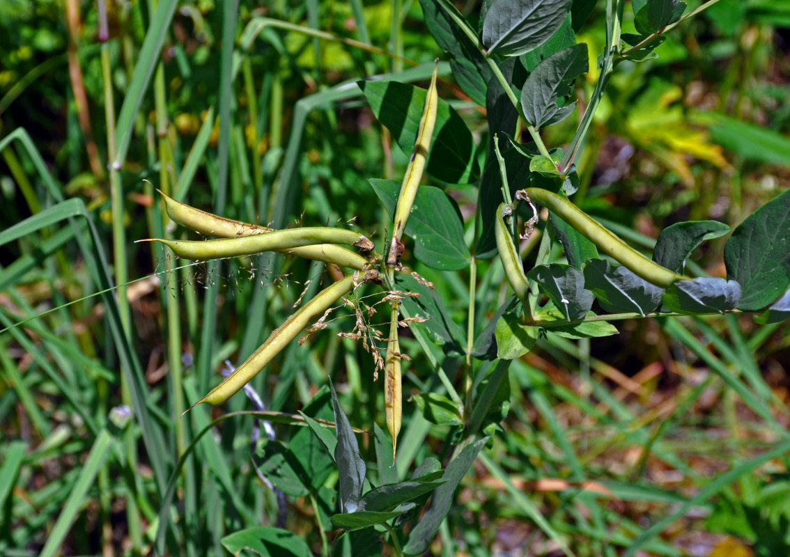 Image of Lathyrus gmelinii specimen.