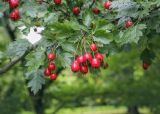 Crataegus