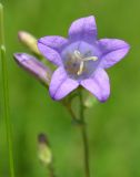 Campanula sibirica. Цветок. Тульская обл., Плавский р-н, окр. пос. Молочные Дворы, балка, суходольный луг. 30.05.2013.