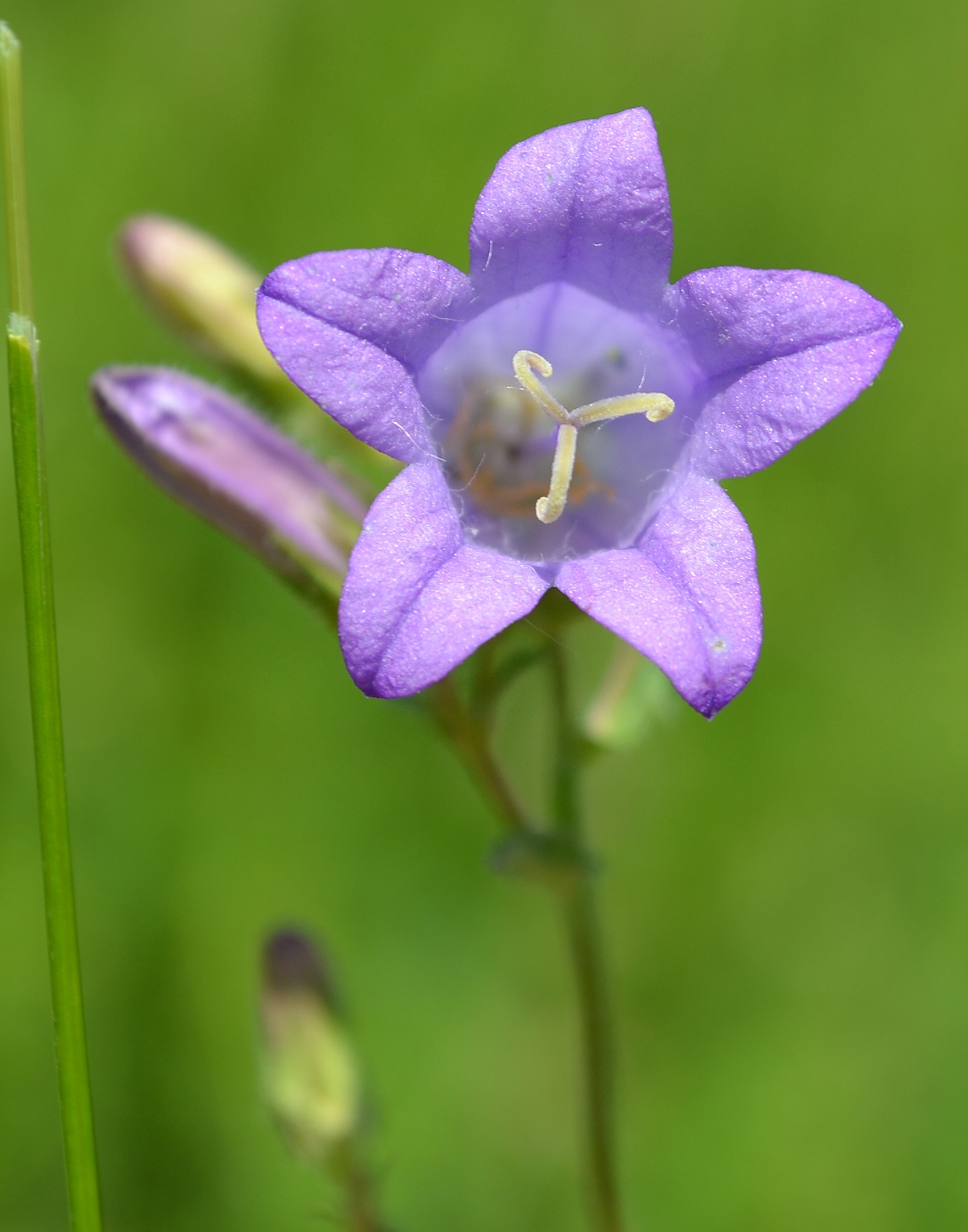 Image of Campanula sibirica specimen.