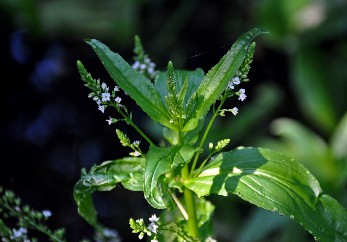 Изображение особи Veronica anagallis-aquatica.