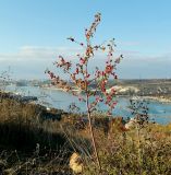 Cotoneaster tauricus