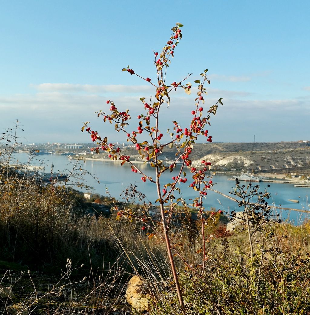 Изображение особи Cotoneaster tauricus.