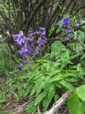 genus Campanula. Цветущее растение. Кабардино-Балкария, Эльбрусский р-н, окр. с. Нейтрино, ок. 1850 м н.у.м., каменистое место. 09.07.2020.