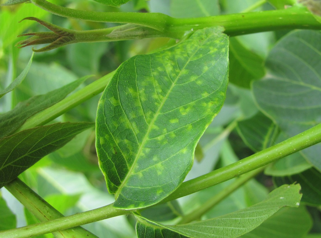 Image of Juglans regia specimen.