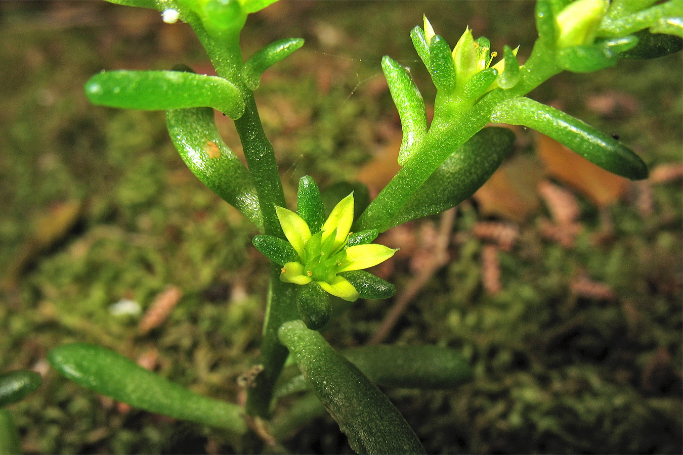 Изображение особи Sedum litoreum.