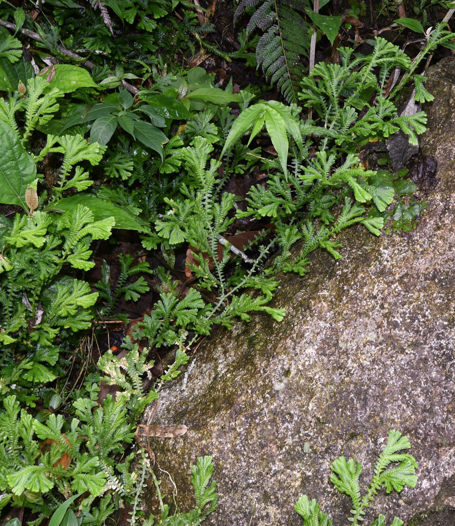 Image of genus Selaginella specimen.