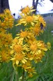 Solidago virgaurea ssp. dahurica