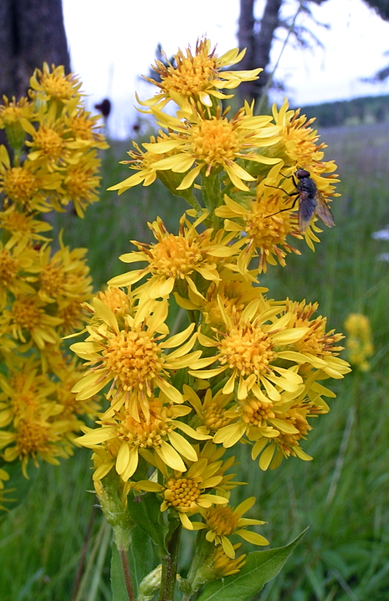 Image of Solidago virgaurea ssp. dahurica specimen.
