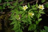 Anemone × lipsiensis. Цветущие растения в сообществе с Aegopodium podagraria. Санкт-Петербург, Пушкинский р-н, парк \"Александрова дача\", смешанный лес, повышение рельефа между двумя оврагами. 14.05.2021.