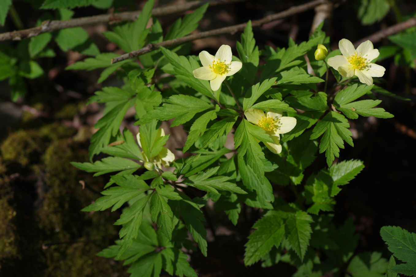 Изображение особи Anemone &times; lipsiensis.