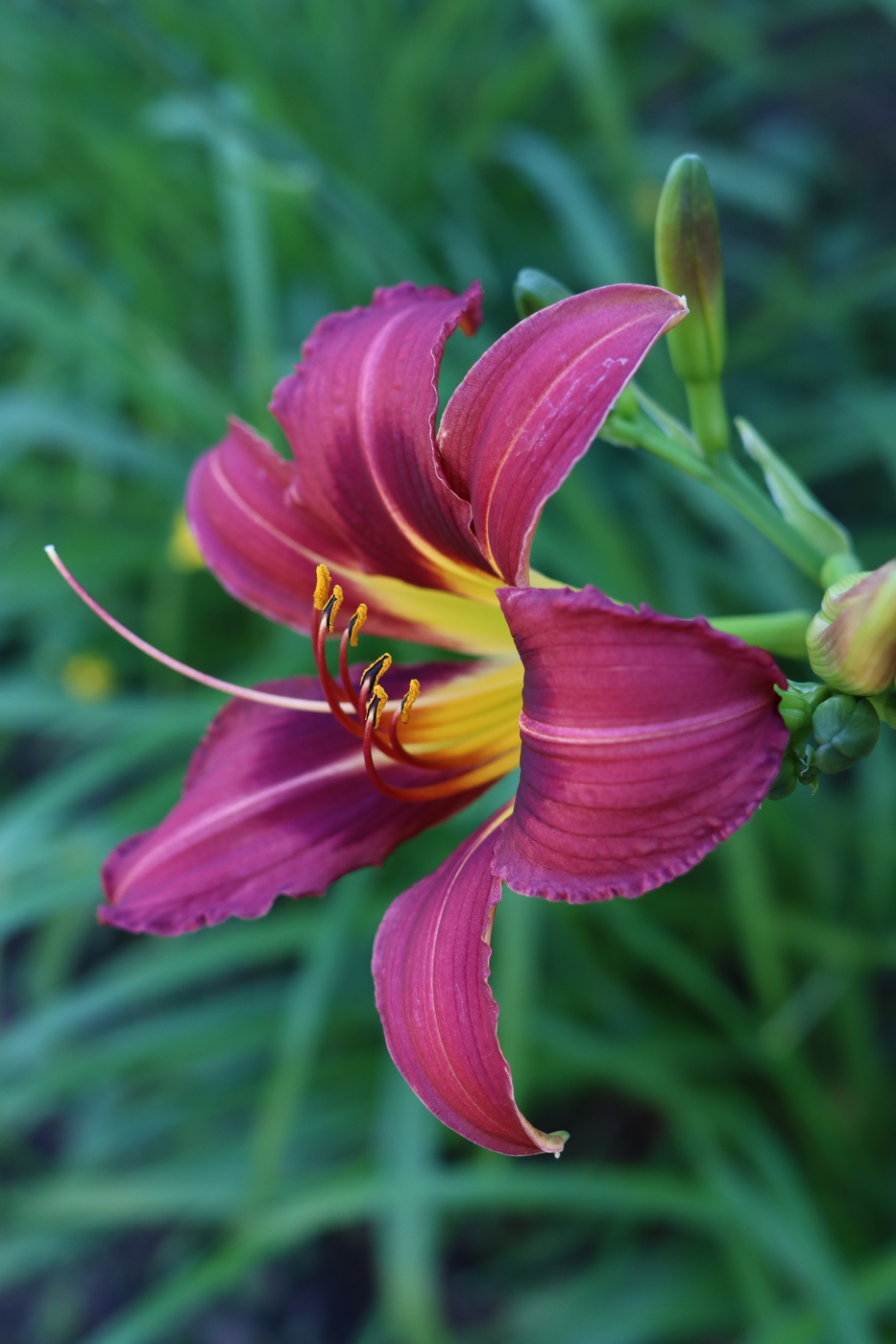 Image of Hemerocallis × hybrida specimen.