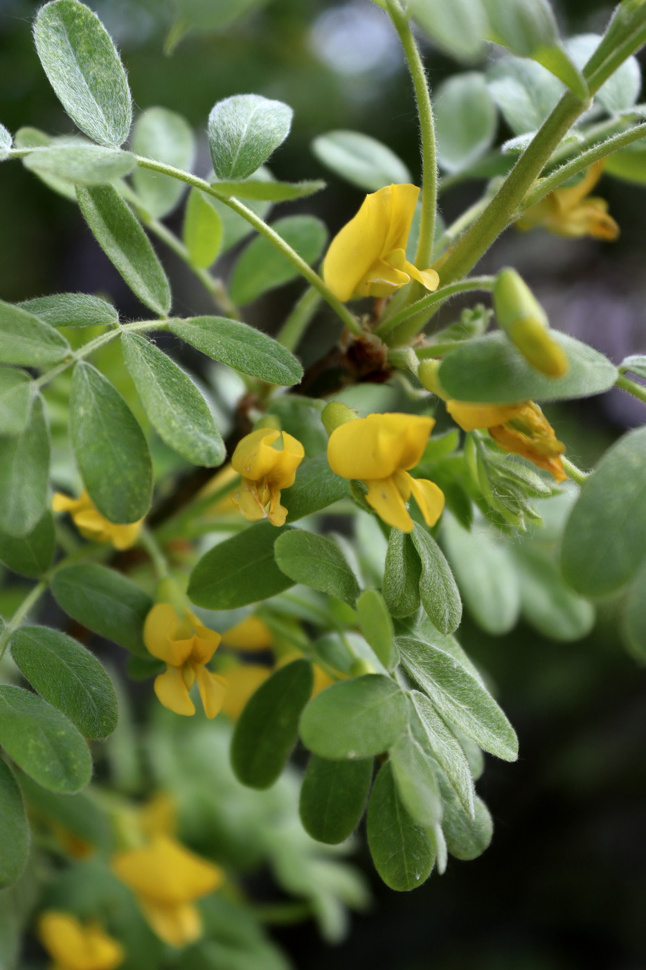 Изображение особи Caragana arborescens.