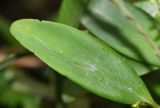 genus Stelis