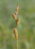 Carex diluta