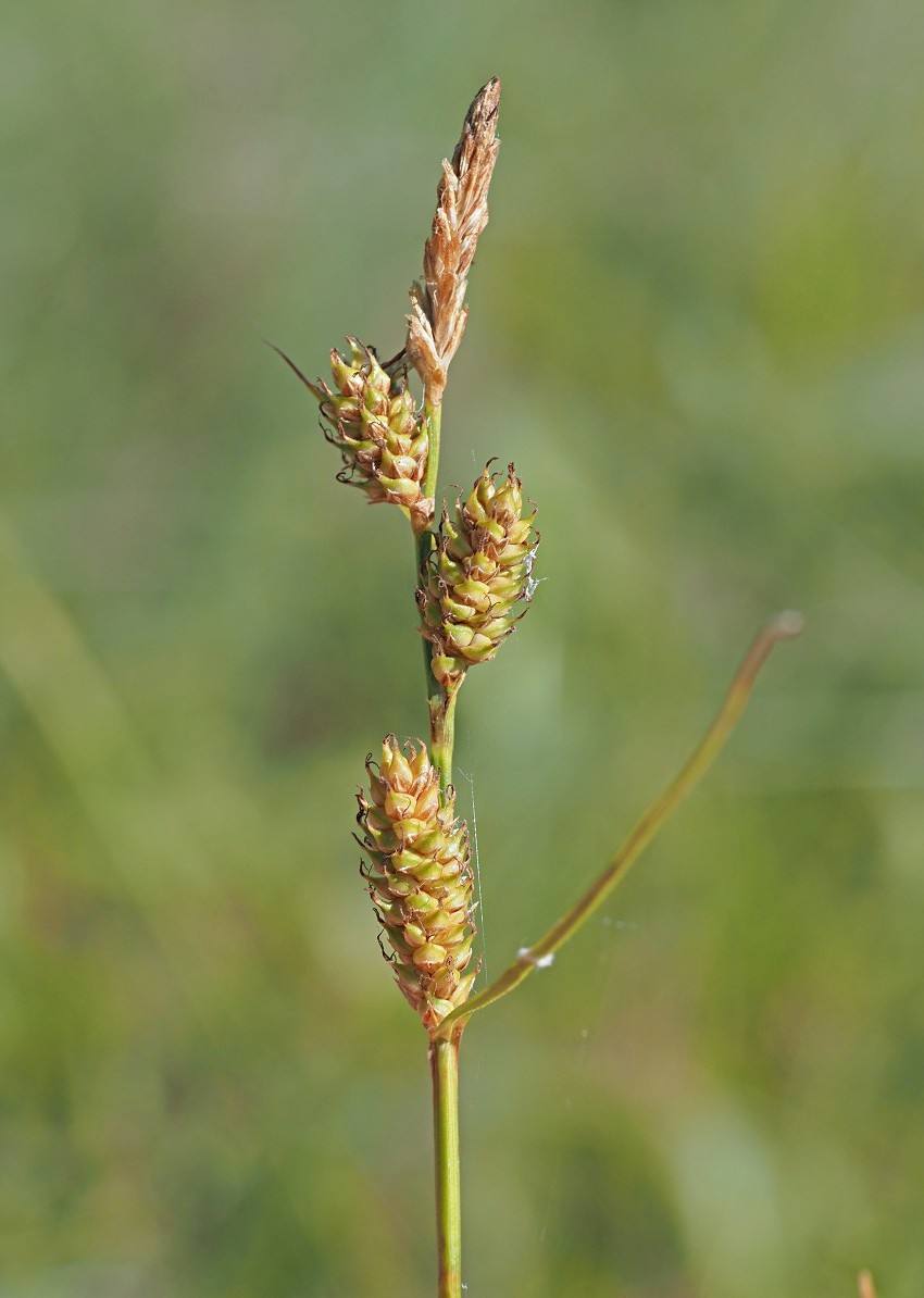 Image of Carex diluta specimen.