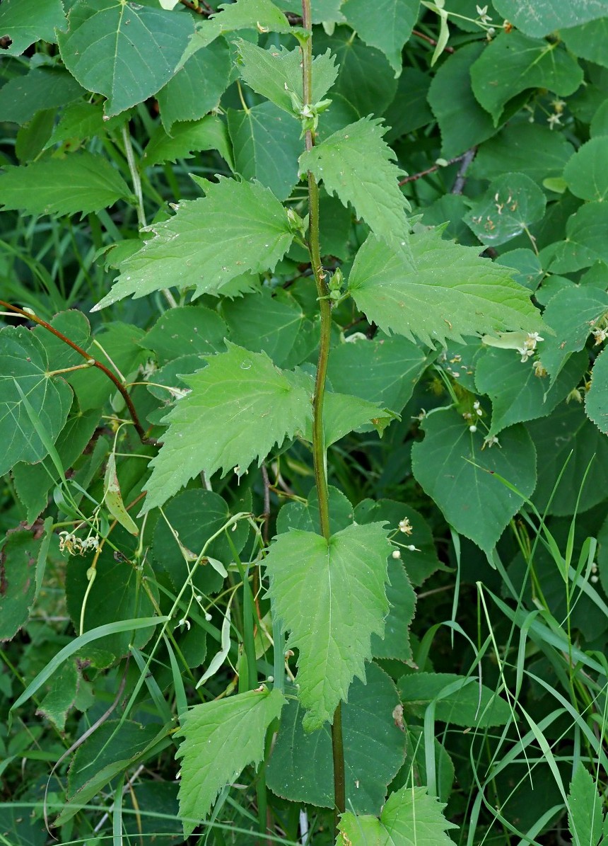 Image of Campanula trachelium specimen.