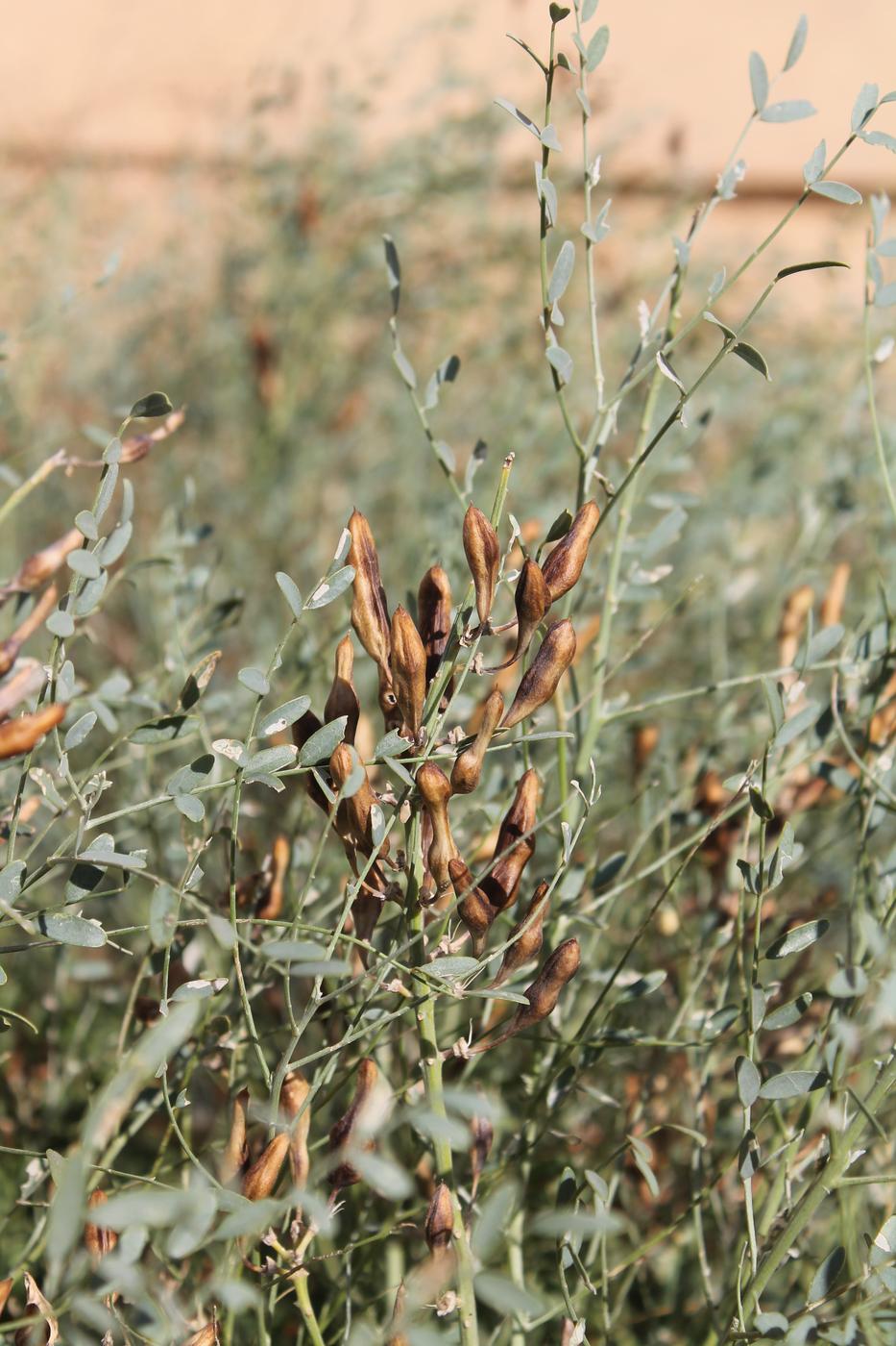 Изображение особи Goebelia pachycarpa.