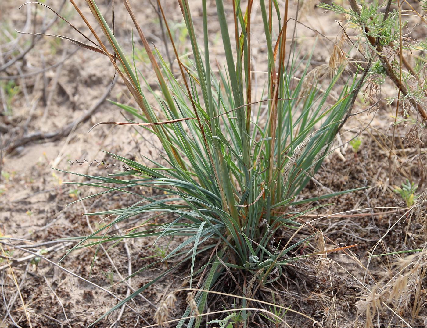 Image of Koeleria sabuletorum specimen.