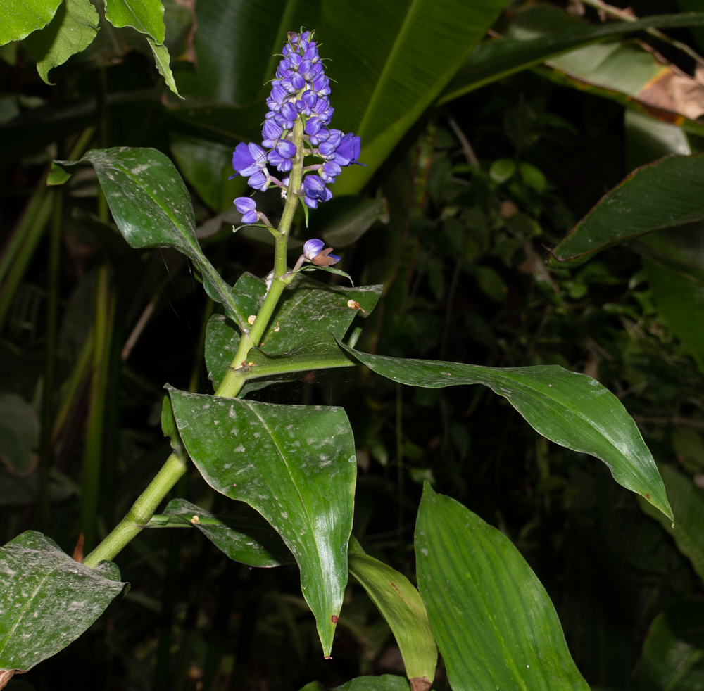 Image of Dichorisandra thyrsiflora specimen.