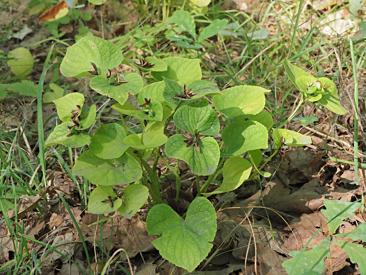 Изображение особи Viola mirabilis.