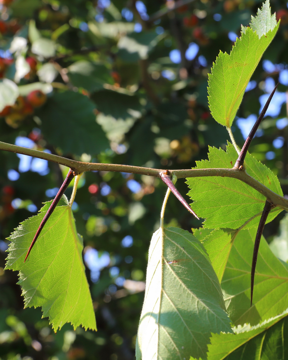 Image of Crataegus submollis specimen.