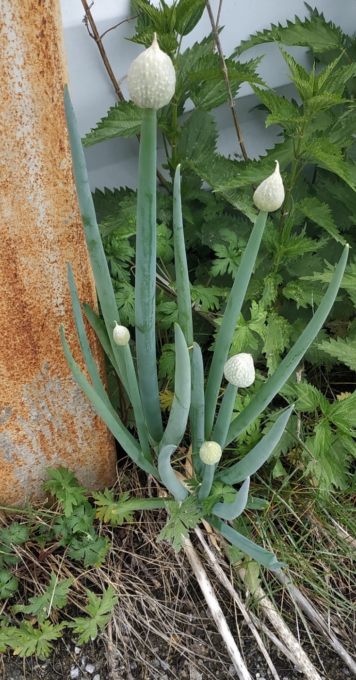 Изображение особи Allium fistulosum.