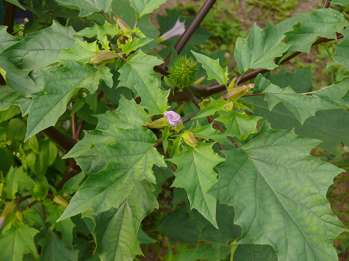 Image of Datura stramonium var. tatula specimen.