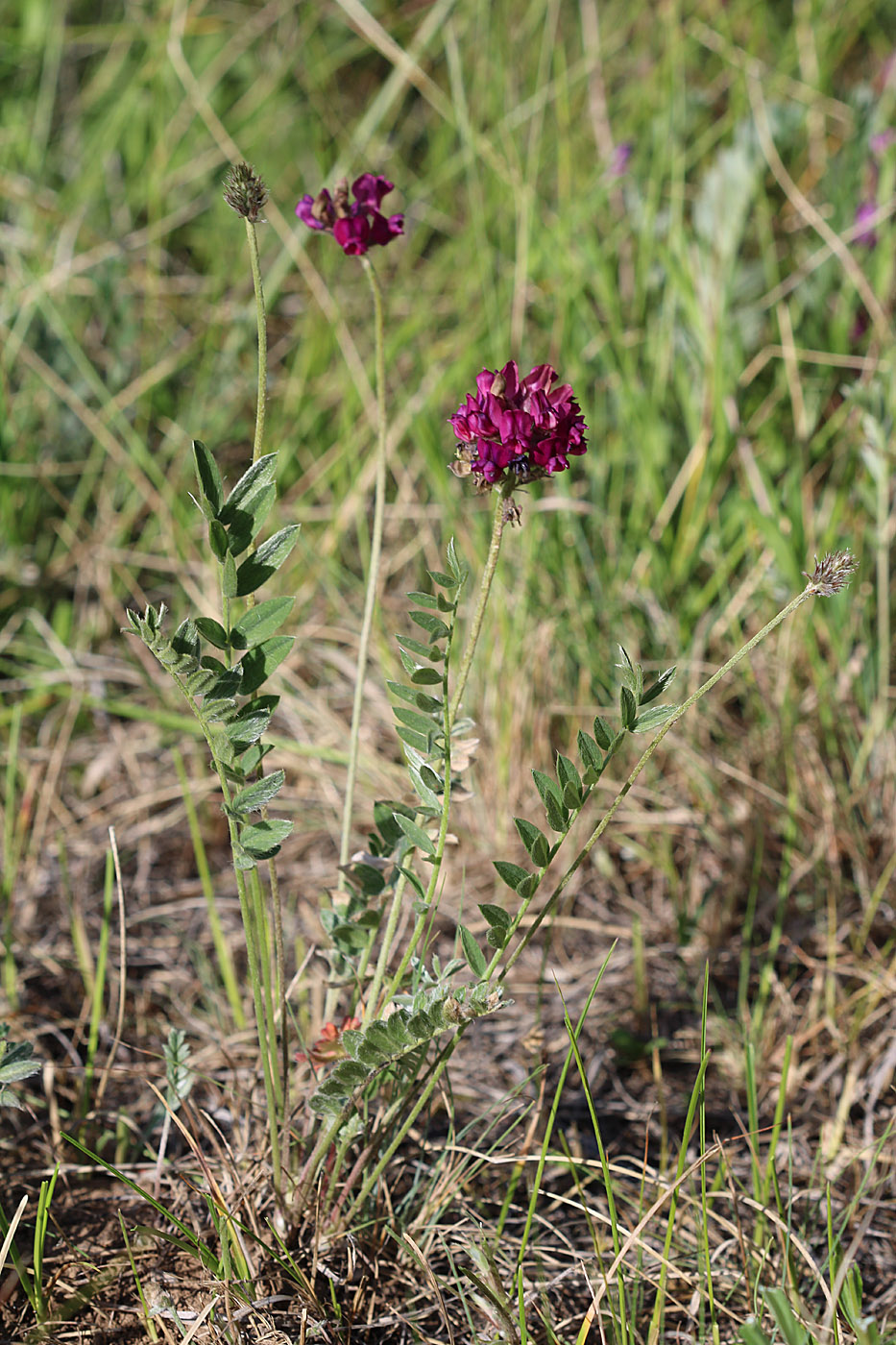 Изображение особи Oxytropis lehmannii.