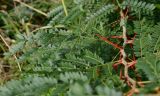 Gleditsia triacanthos. Часть ветви. Краснодарский край, Лазаревский р-н, мкр-н Дагомыс, гора Успенка, обочина дороги. 02.10.2021.