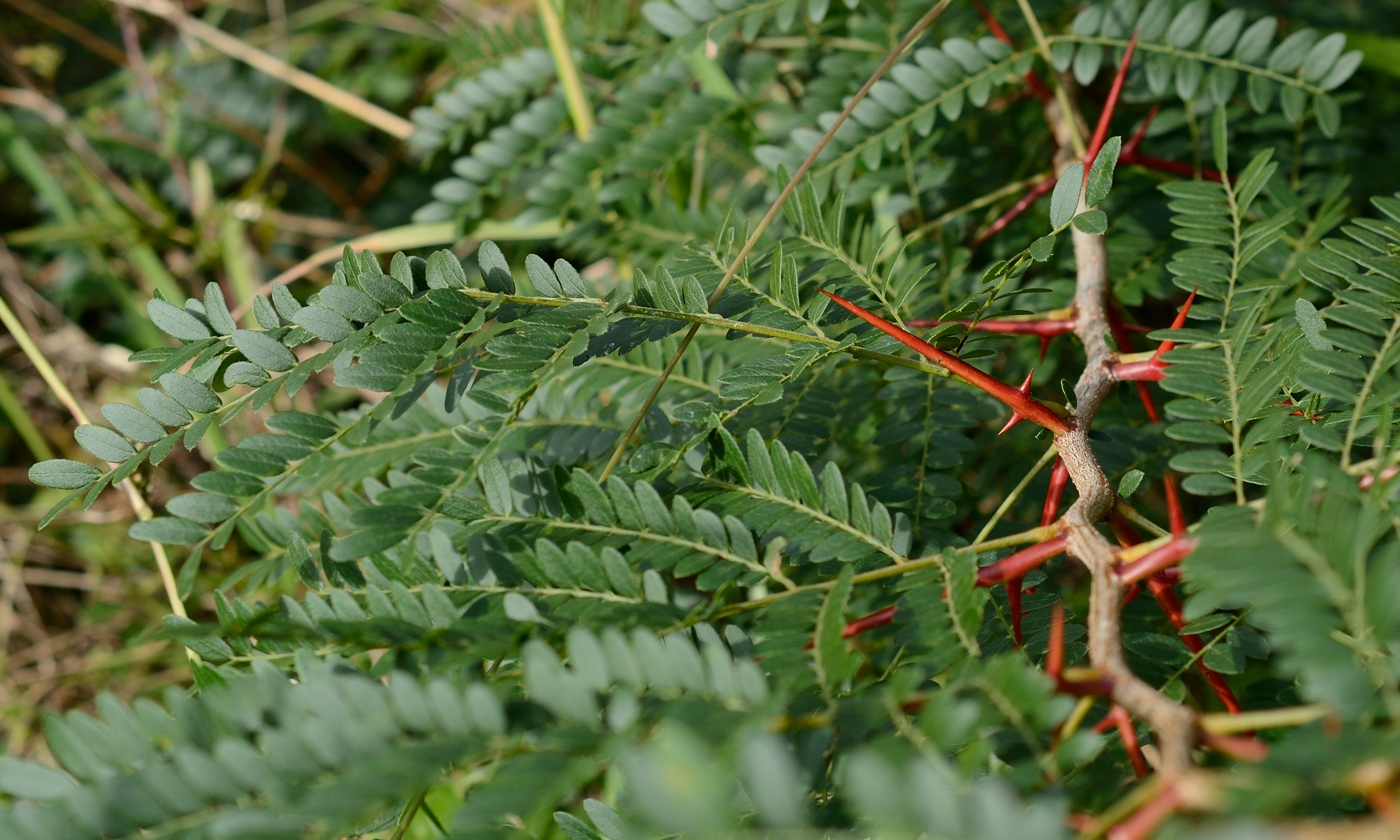 Изображение особи Gleditsia triacanthos.