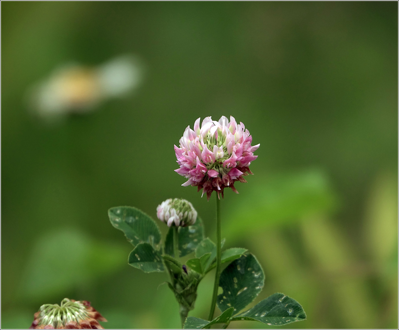 Изображение особи Trifolium hybridum.