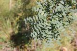 Caragana arborescens