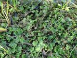 Marchantia polymorpha