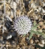 Echinops knorringianus